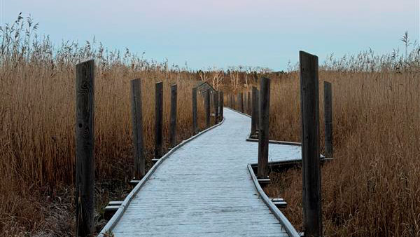 Esteetön luontoreitti, puinen laudoitus keskellä peltoa. Huurre lautojen pinnassa.